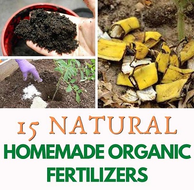 Homemade Fertilizer 15 Best Organic Recipes For All Plants DIY   Fert2 1 