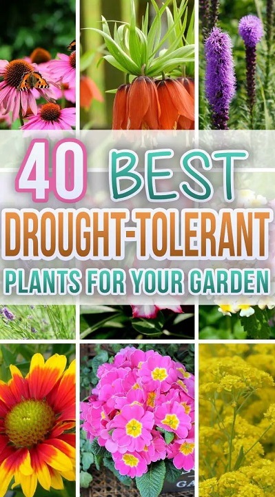 40 Most Beautiful Drought Tolerant Plants For Low-Maintenance ...